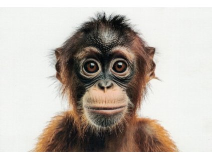 Pohlednice Opice - orangutan