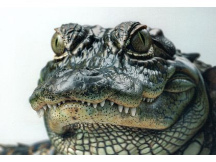 Pohlednice Aligátor