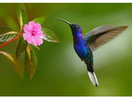 Pohlednice Kolibřík fialkový