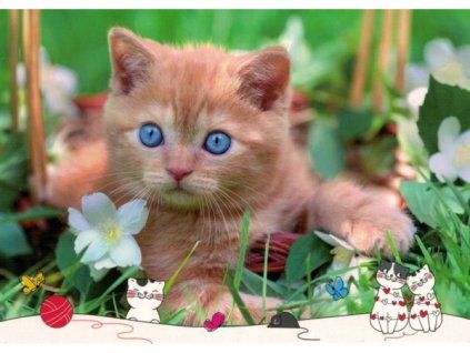 Pohlednice Kočka 15