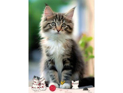 Pohlednice kočka 14