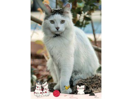 Pohlednice kočka 18