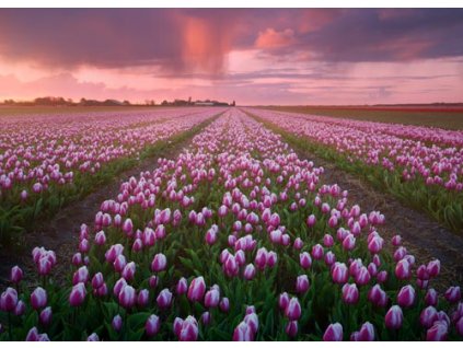 Pohlednice Tulipánová pole