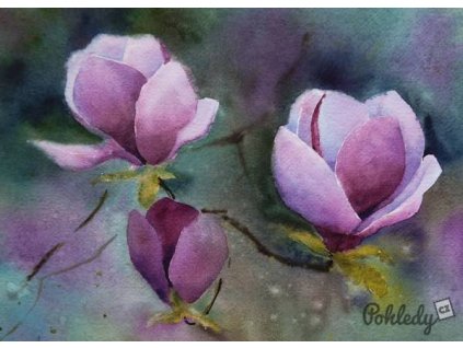 Pohlednice Magnolie