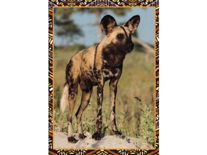 Pohlednice Hyena