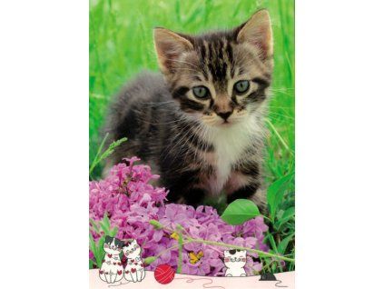 Pohlednice Kočka 16