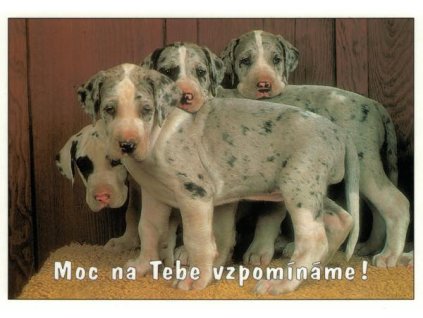 Pohlednice Moc na tebe vzpomínáme!