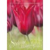 Pohlednice Blahopřání tulipán