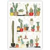 Pohlednice Kaktusy