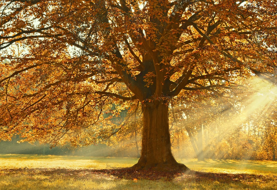 tree-4637270_960_720