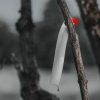 Vnadidlo BLACK FIRE - Predator 3x80 g
