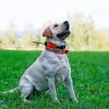 Obojek pro dalšího psa DOG GPS X25, zelený