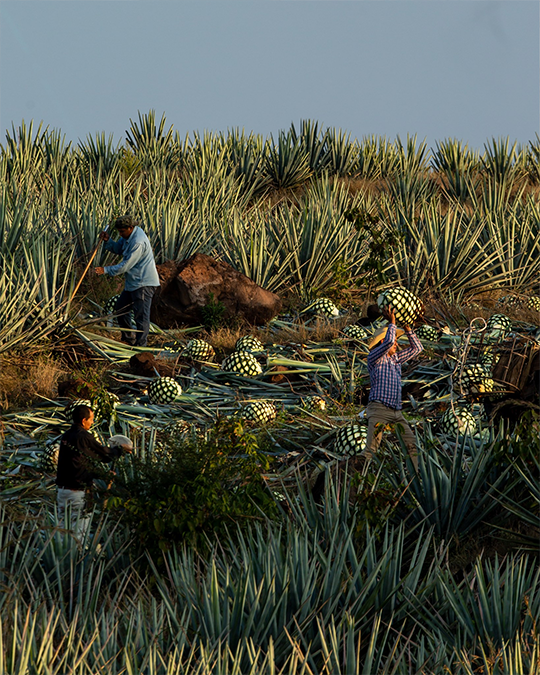 Sklizeň agáve na výrobu tequily El Tequileno