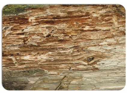 detailní pohled na strukturu přírodního dřeva s nerovnostmi