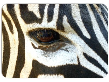 zebra detailní pohled na oko a pruhy černobílé srsti