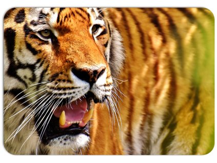 velký detail tygří tváře s ostrými zuby a pronikavým pohledem