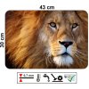 realistický pohled lva s intenzivním pohledem, plastové prostírání 43 x 30 cm