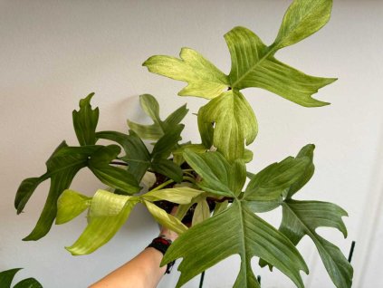 Philodendron florida ghost 1024x768