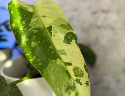 Philo jose buono 1024x768