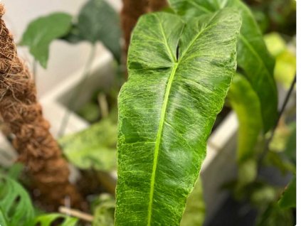 Philo paraiso verde 1024x768