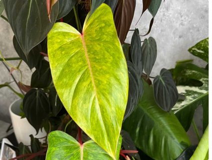 Philodendron painted lady 1024x768