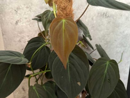 Philodendron micans 1024x768