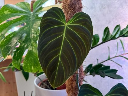 Philodendron melanochrysum 1 1024x768