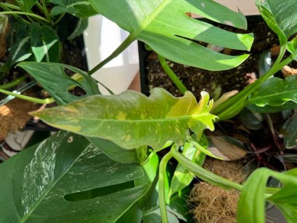 Philodendron ring of fire 1 1024x768