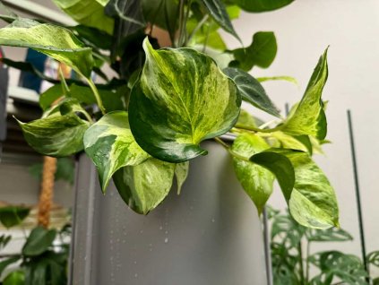 Epipremnum happy leaf 1 1024x768