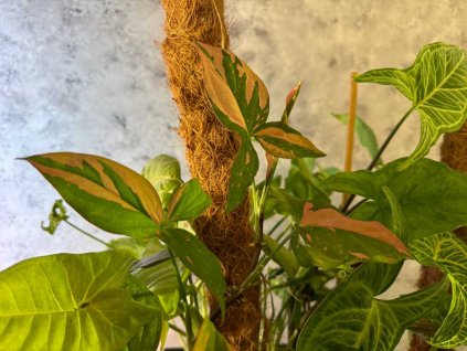 Syngonium red spot 2 1024x768