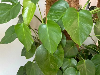 Monstera albo var rev 1024x768