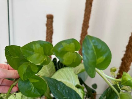 Epipremnum global green 1 1024x768 (kopie)