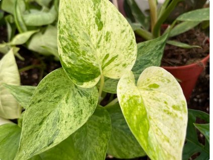 Epipremnum marble queen 1024x768