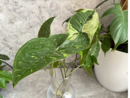 Syngonium panda 1 1024x768