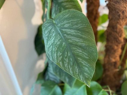 Monstera dubia 1 1024x768