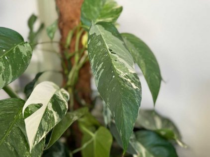 Epipremnum albo var. 1 1024x768