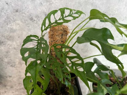 Monstera obliqua peru 3 1024x768