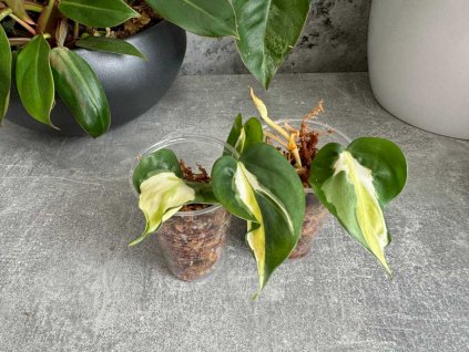 Philodendron cream splash 1 1024x768