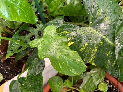 Philodendron golden dragon 1 1024x768