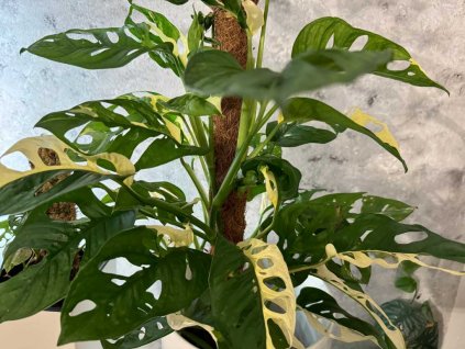 Monstera adasonii albo 1 1024x768