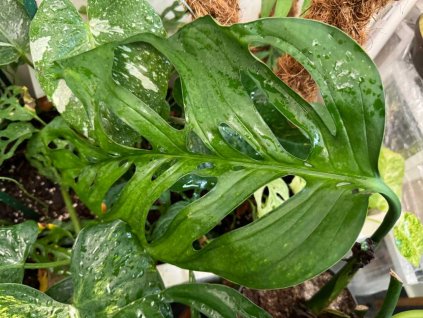 Monstera esqueleto 2 1024x768