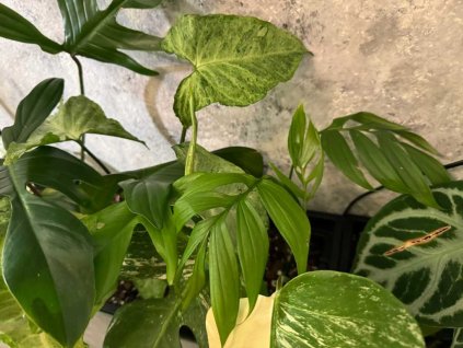 Monstera subpinnata 2 1024x768