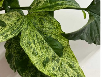 Syngo mottled 2 1024x768