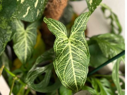 Syngonium batik 1024x768