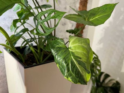 Syngonium three kings 1024x768