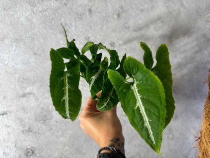 Syngonium wendlandii 1024x768