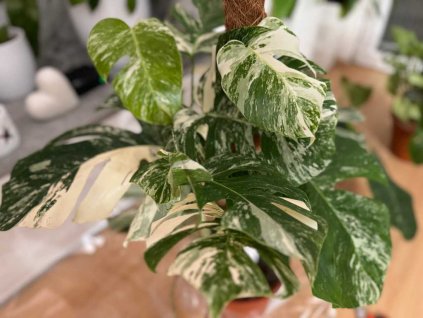 Monstera deliciosa albo 3 1024x768