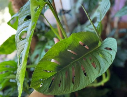 Monstera monkey leaf 2 1024x768