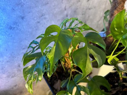 Monstera minima 1024x768