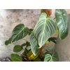 Philodendron melanochrysum 1024x768